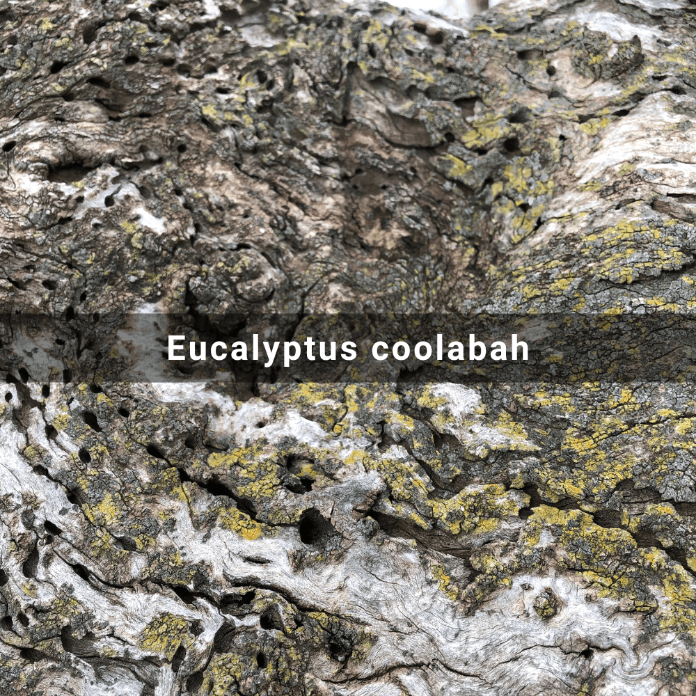 Eucalyptus coolabah (Coolabah),&nbsp;Australia
