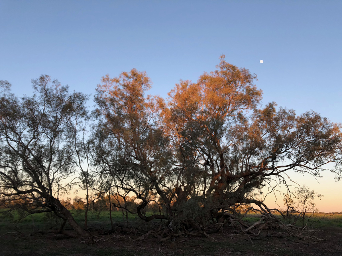 A Coolabah tree at sunrise on the floodplain. Image: Kim V. Goldsmith