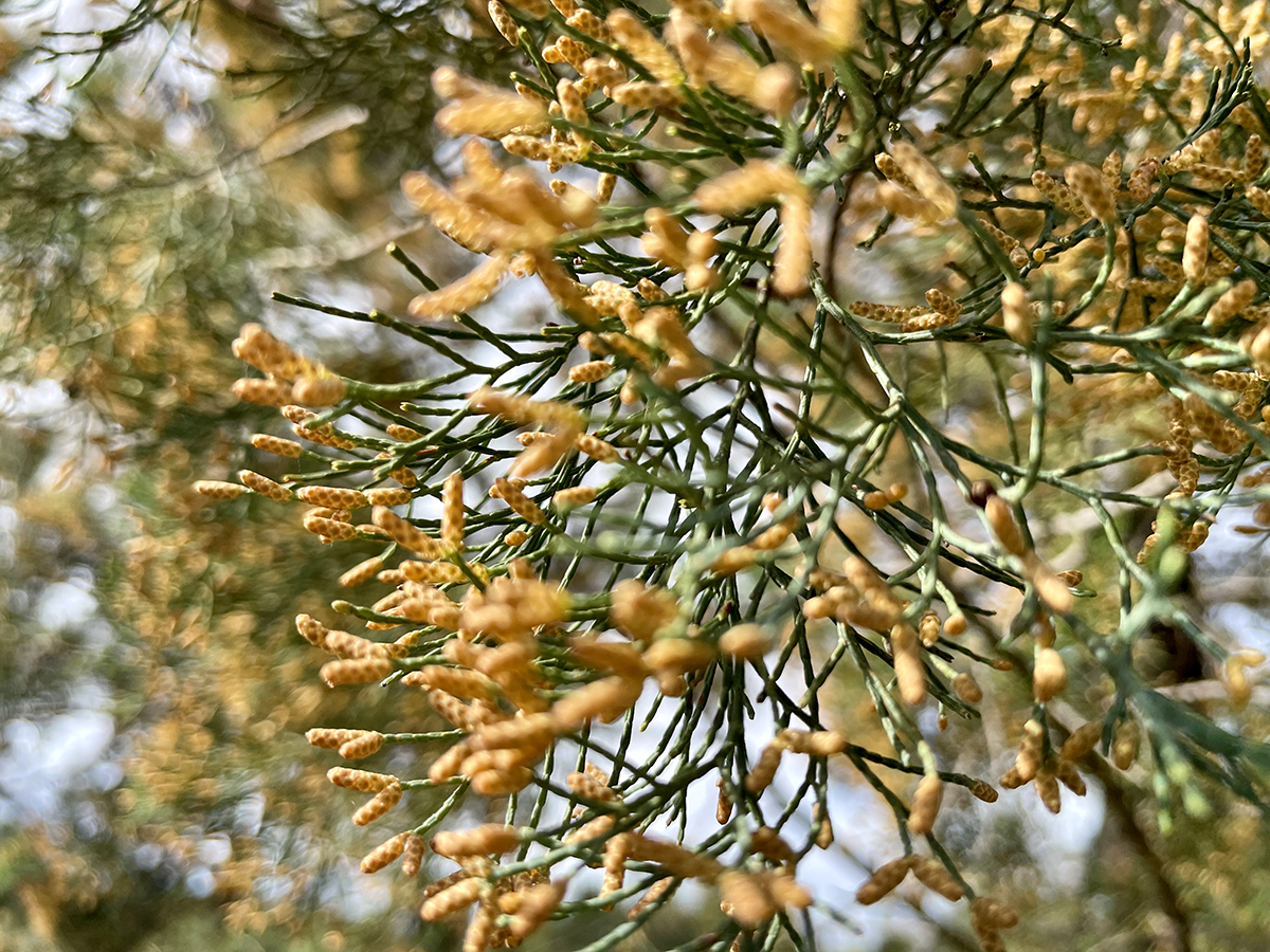 Golden pollen on White Cypress Pine. Image: Kim V. Goldsmith