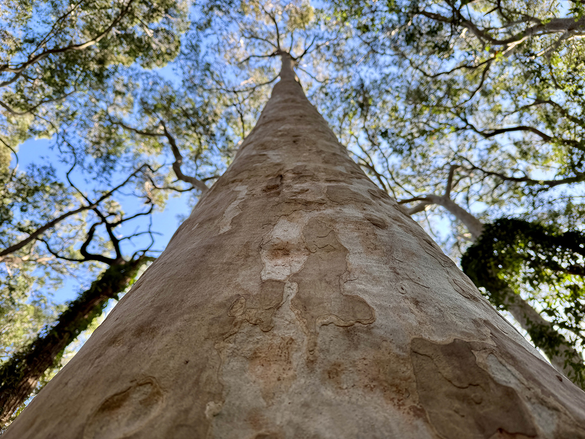 Looking up the trunk of a Spotted Gum toward the canopy. Image: Kim V. Goldsmith