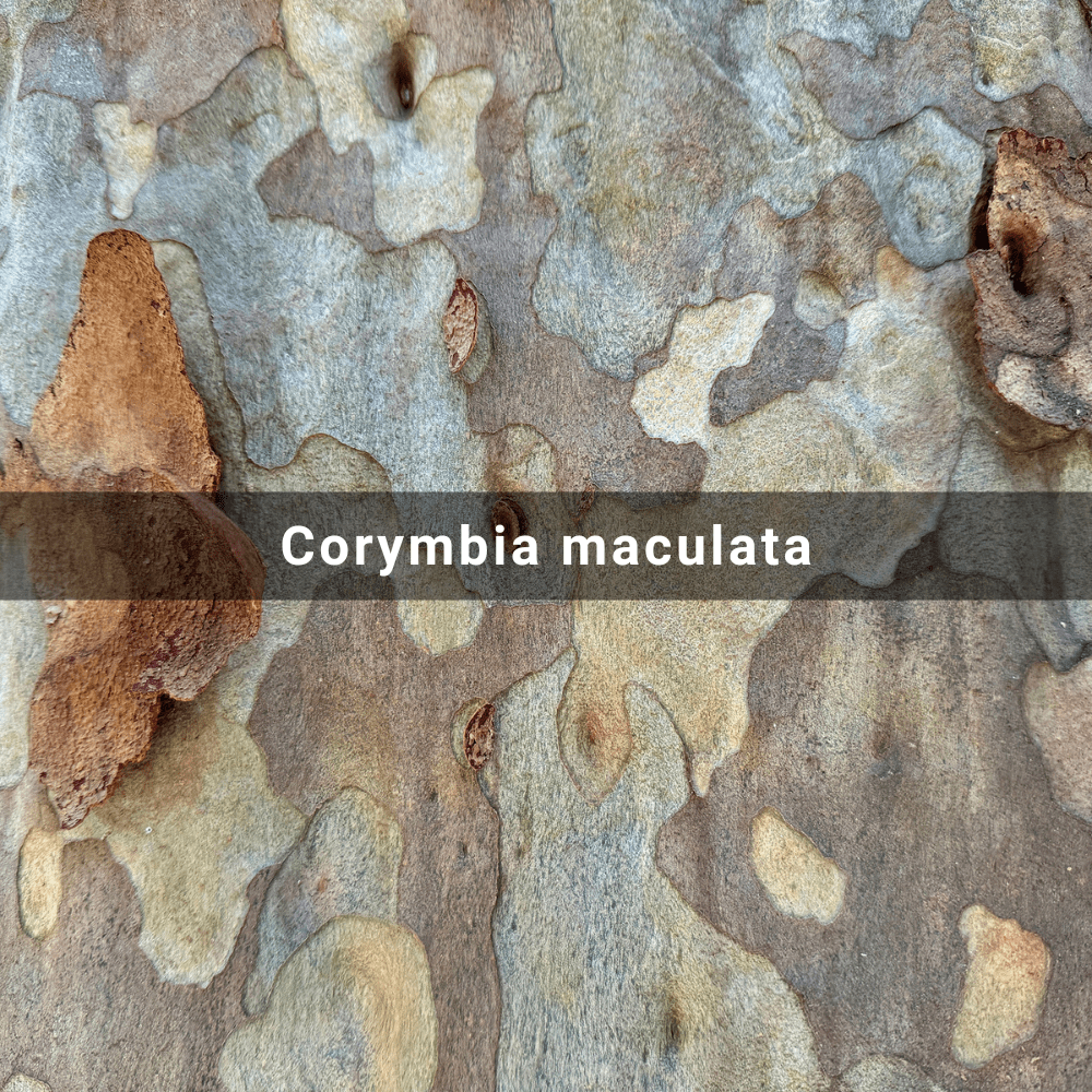 Corymbia maculata (Spotted Gum),&nbsp;Australia