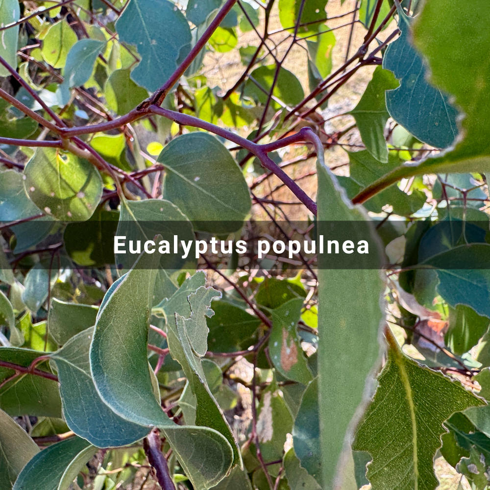 Eucalyptus populnea (Bimble or Poplar Box),&nbsp;Australia