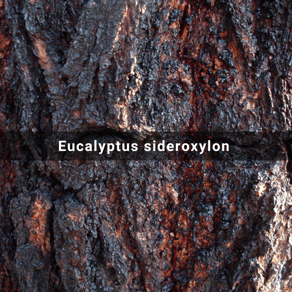 Eucalyptus sideroxylon (Mugga Ironbark),&nbsp;Australia