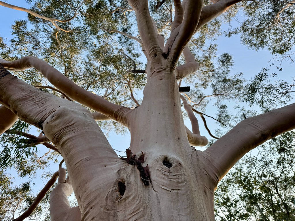 Looking up through the canopy of an Australian Corymbia citriodora (Lemon-scented gum).