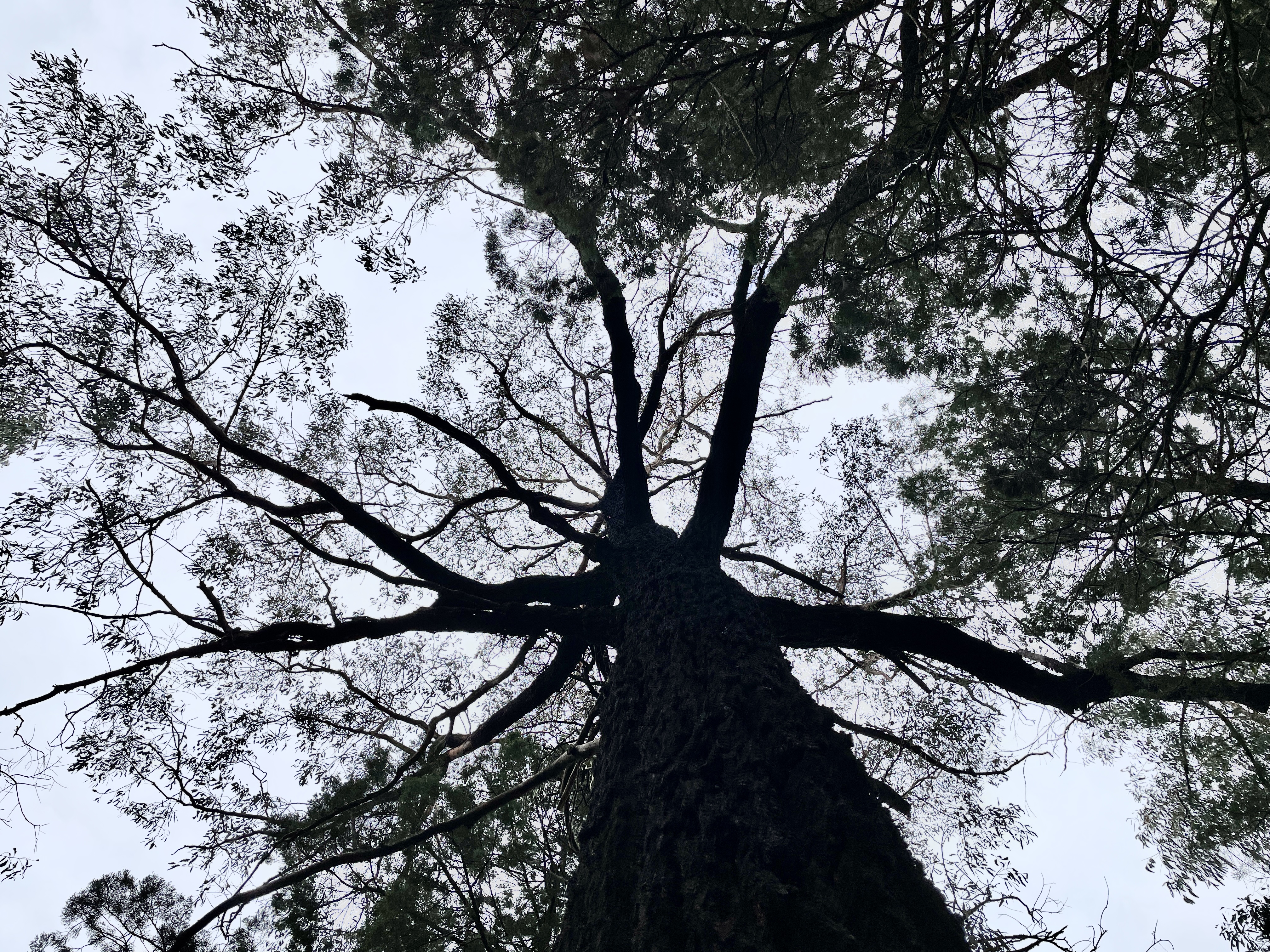 arboreus.earth – The sounds of a virtual, global forest
