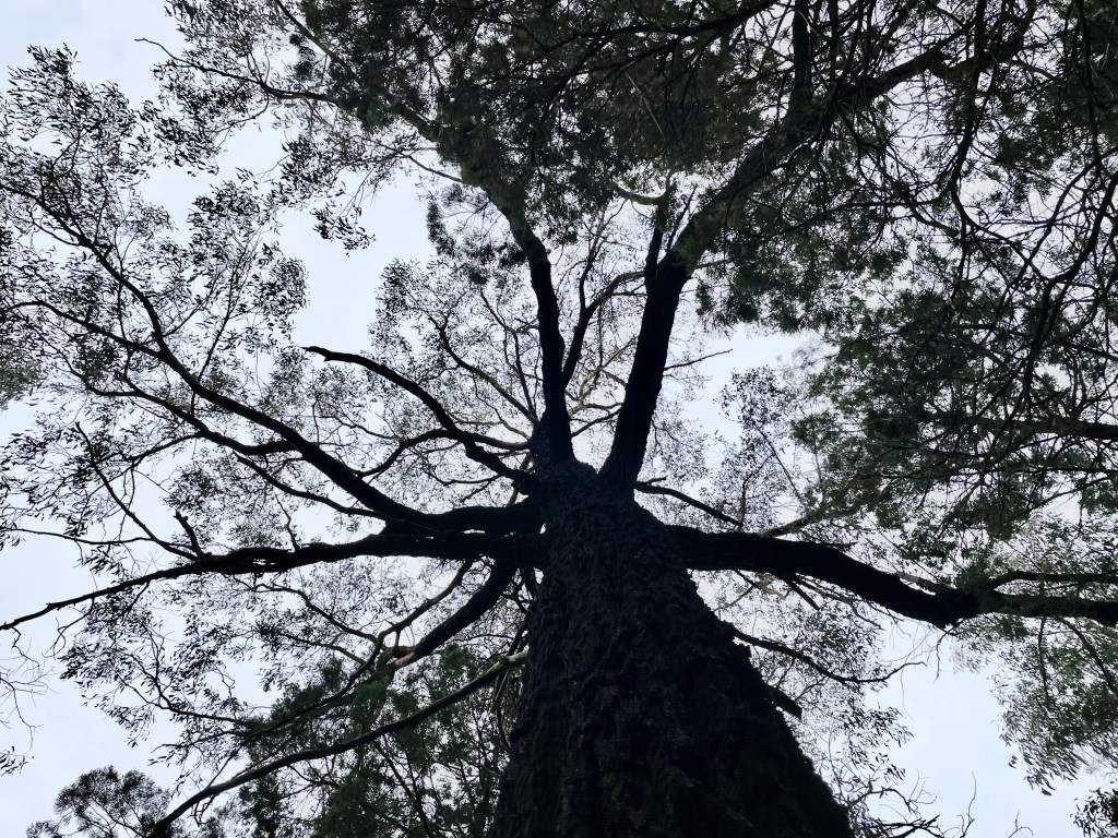 Looking up at the under canopy of a tree. Image: Kim V. Goldsmith