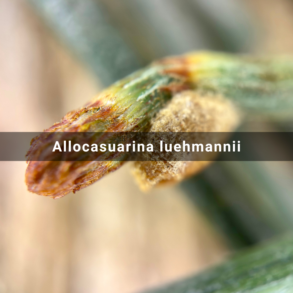 Allocasuarina luehmannii (Buloke),&nbsp;Australia