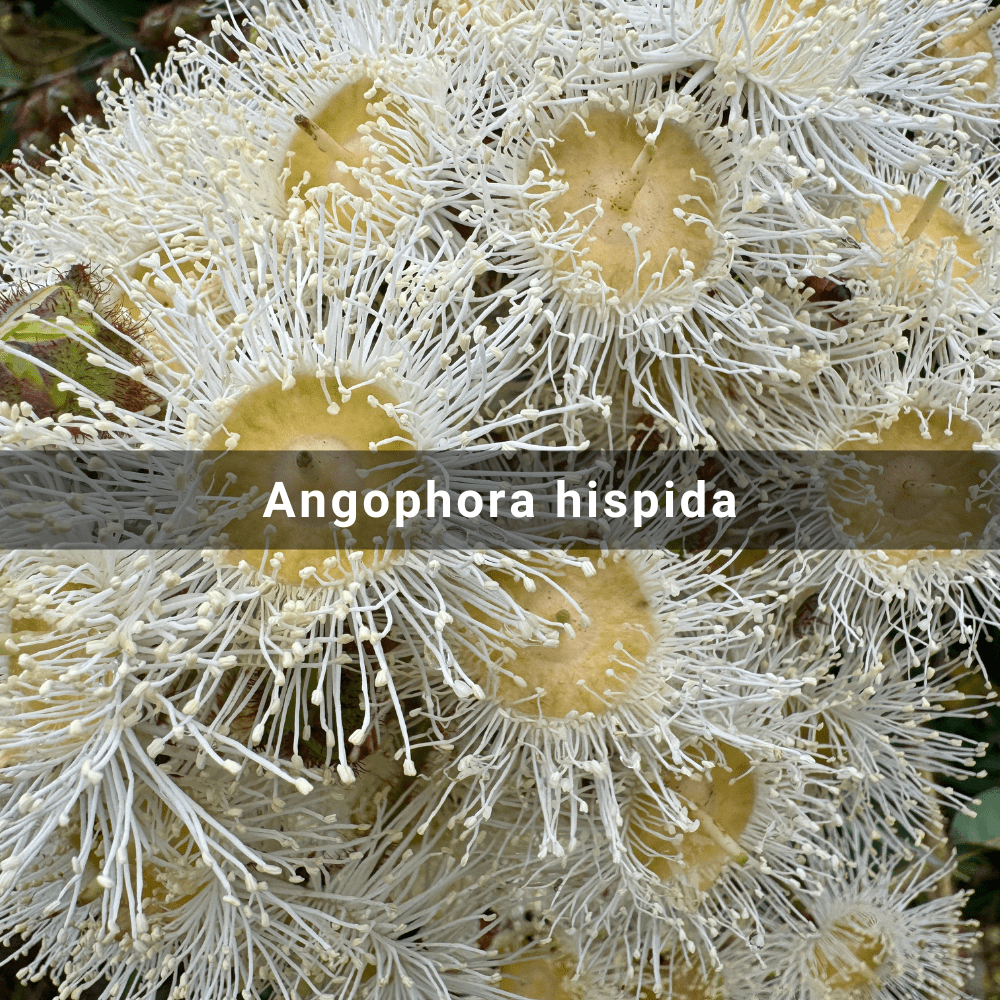 Angophora hispida (Dwarf Apple),&nbsp;Australia