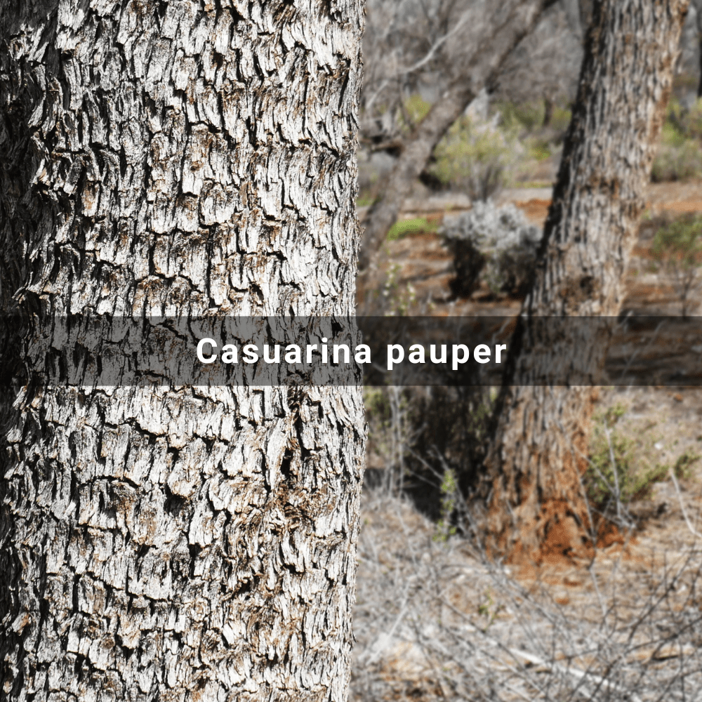 Casuarina pauper (Black Oak),&nbsp;Australia