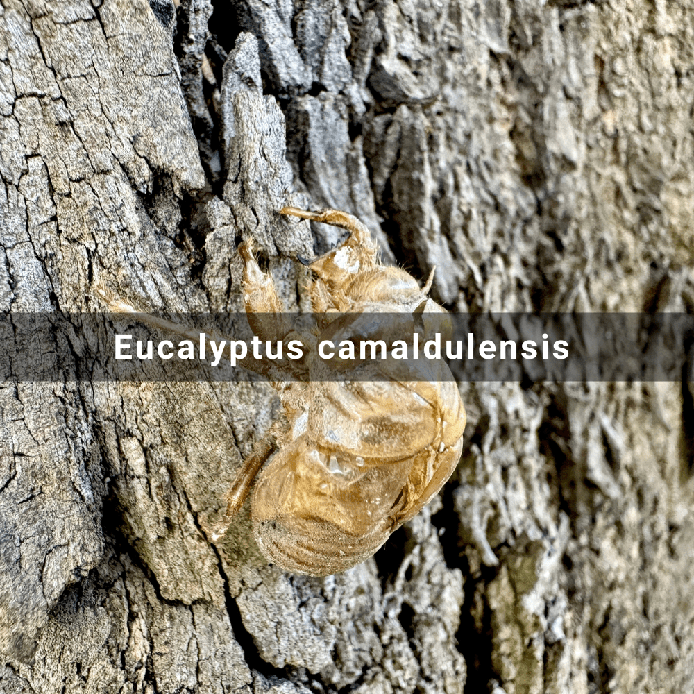 Eucalyptus camaldulensis (River Red Gum),&nbsp;Australia