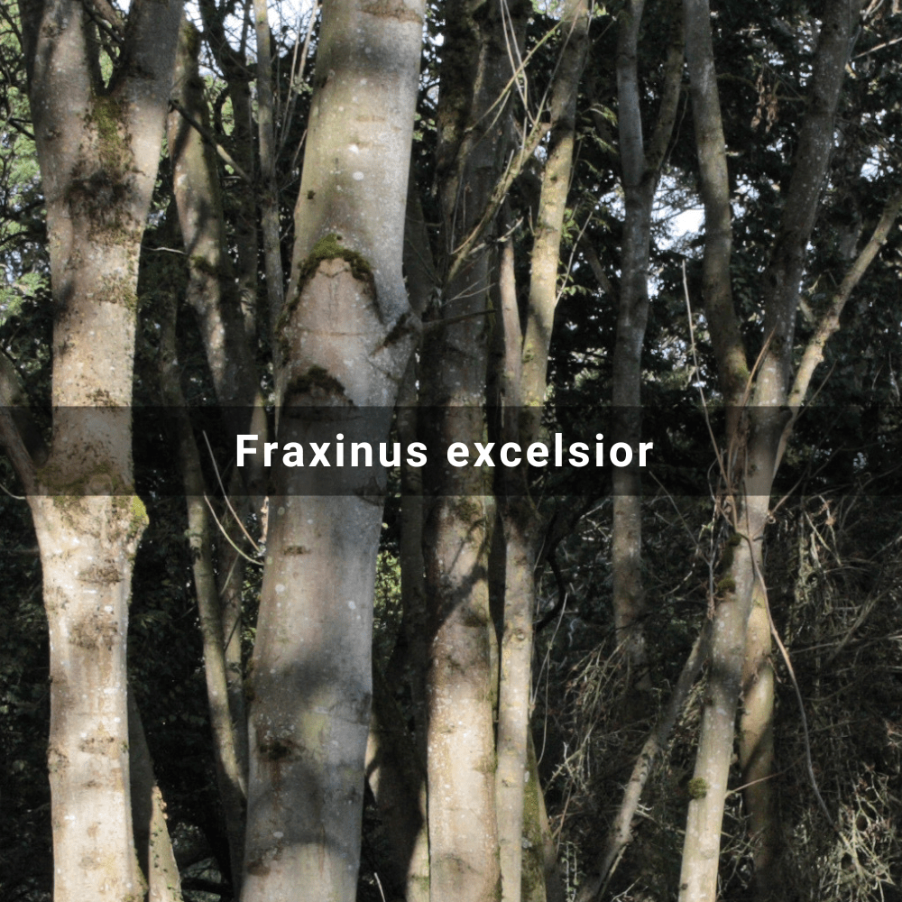 Fraxinus excelsior (Common Ash),&nbsp;England
