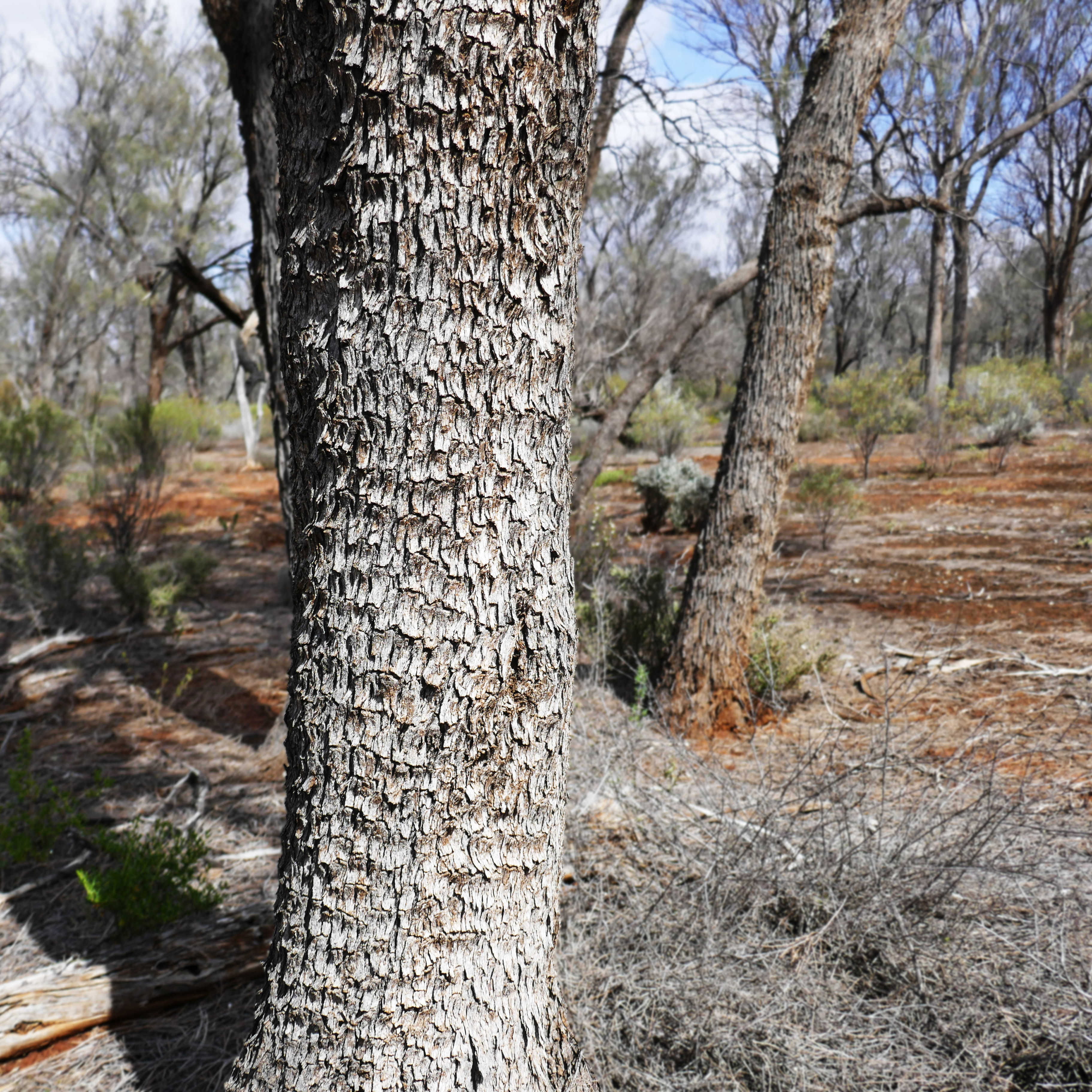 The trunk and bark of Casuarina Pauper or Black Oak. Image: Rob Garbutt