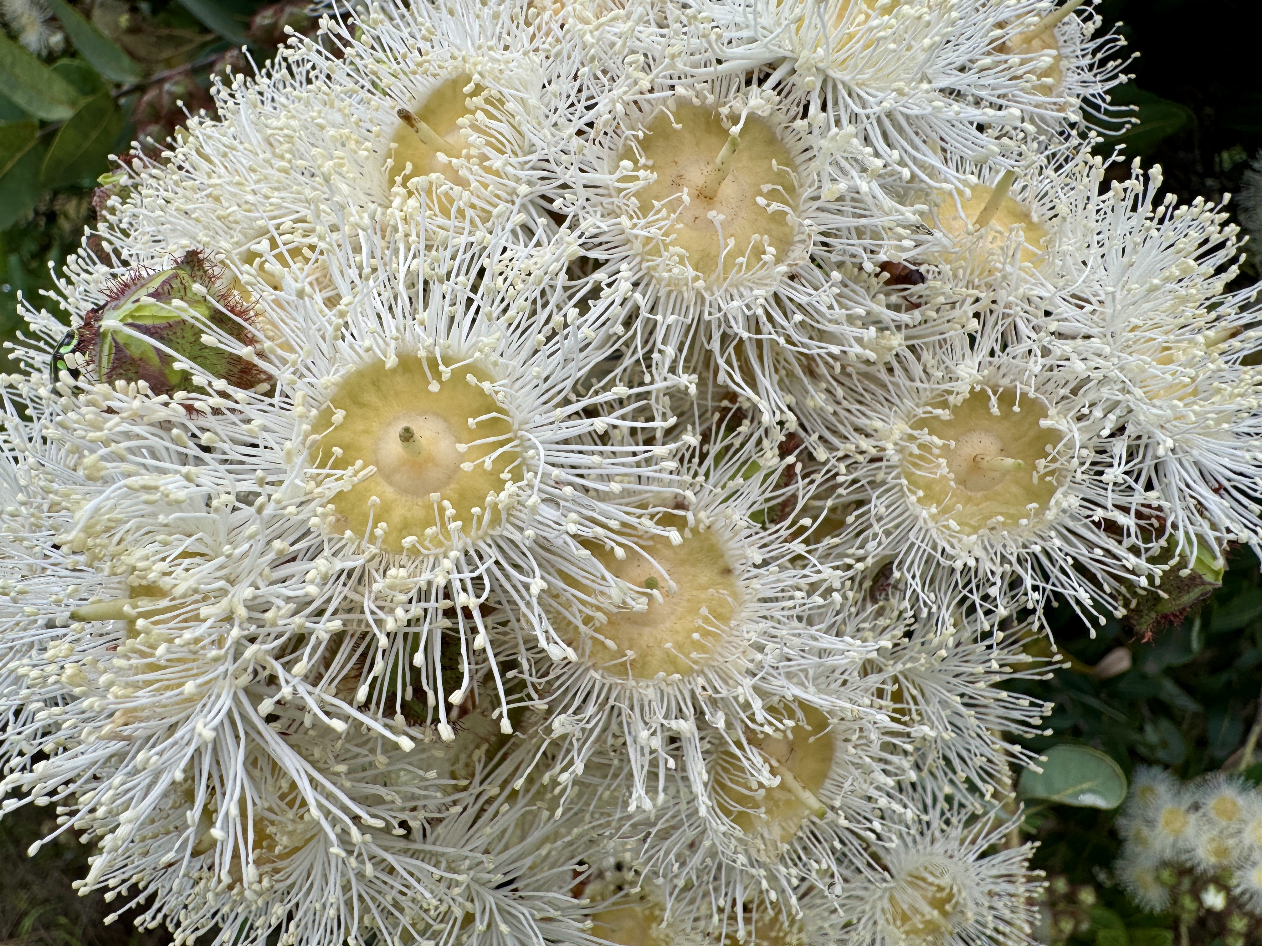 A cluster of flowers on an Angophora hispida (Dwarf Apple). Image: Kim V. Goldsmith