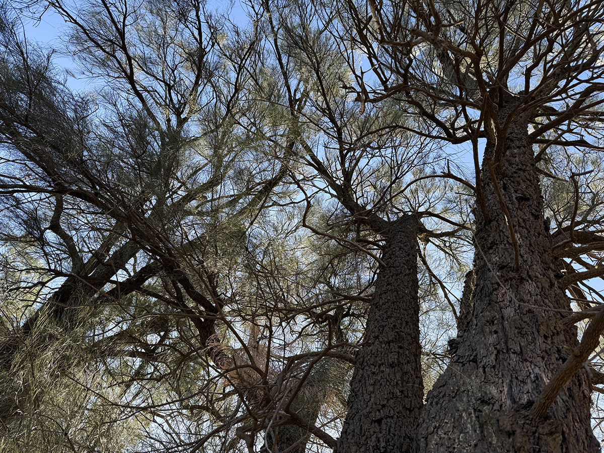 Looking up at the canopy of a Buloke. Image: Kim V. Goldsmith