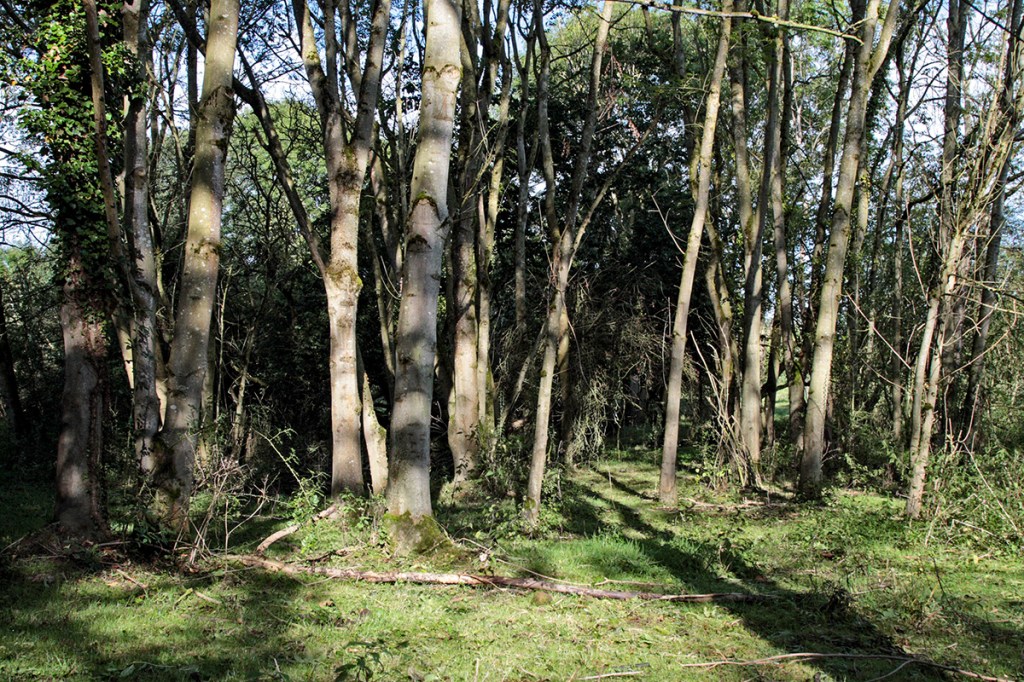 A grove of Ash trees. Image: Andrew Howe