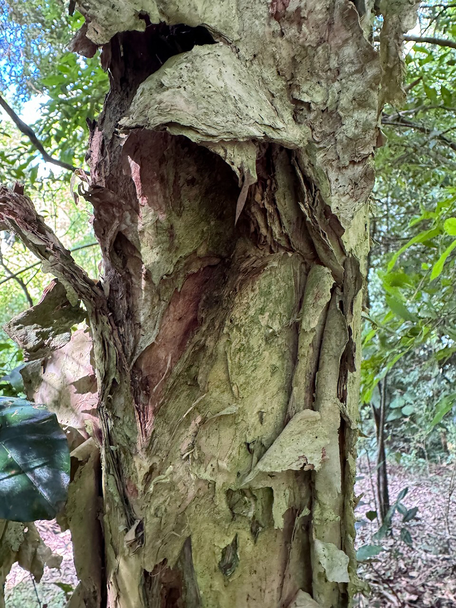 Melaleuca styphelioides ‘paper’ bark. Image: Jane Richens