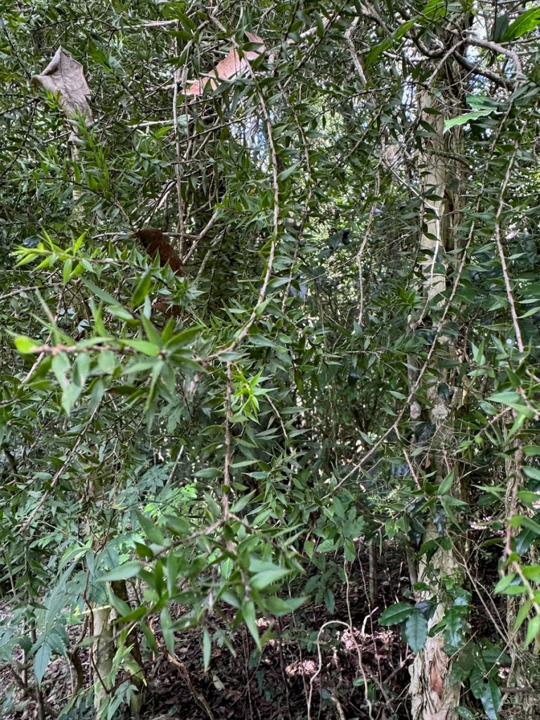 Melaleuca styphelioides prickly-leaved foliage. Image: Jane Richens