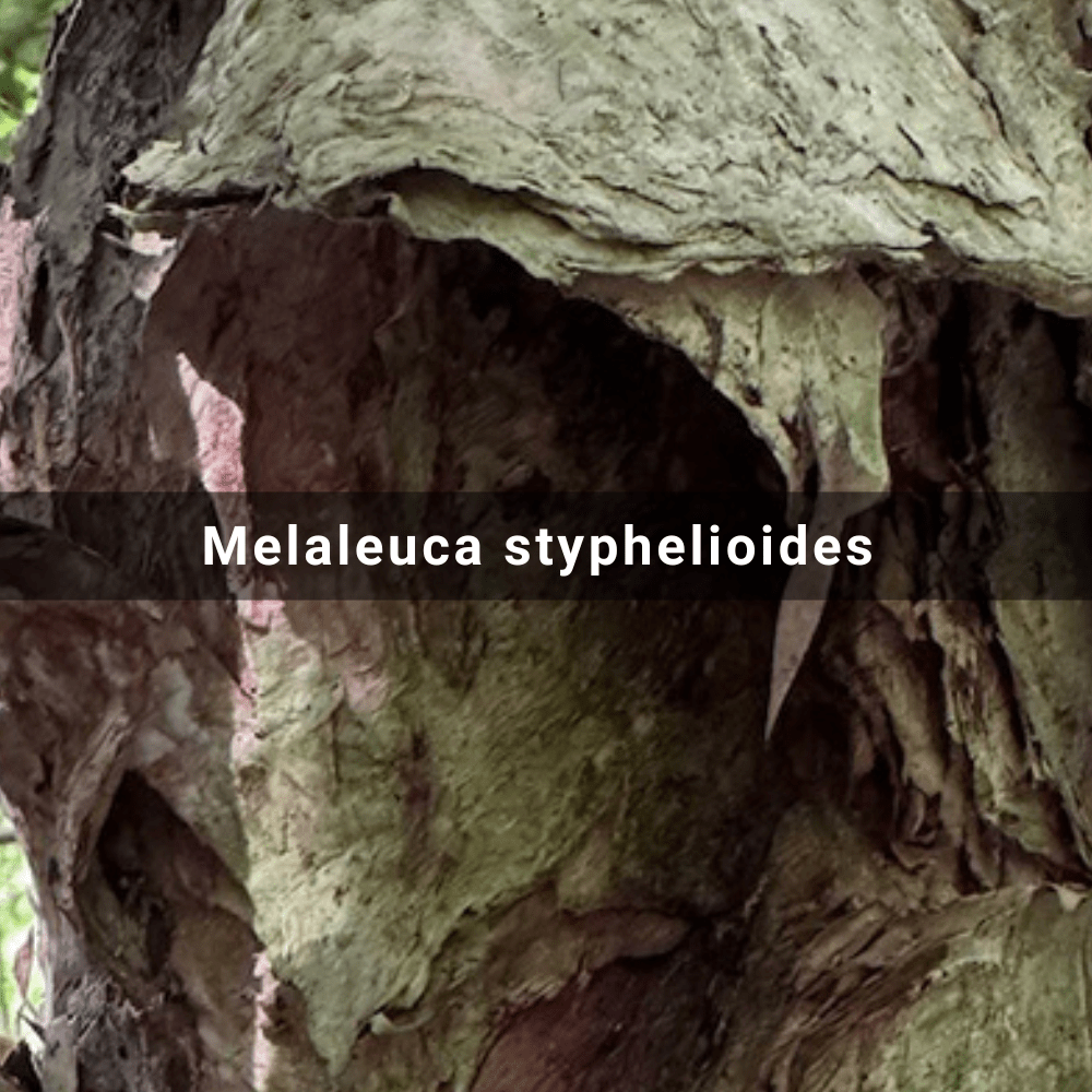 Melaleuca styphelioides (Prickly-leaved Paperbark),&nbsp;Australia