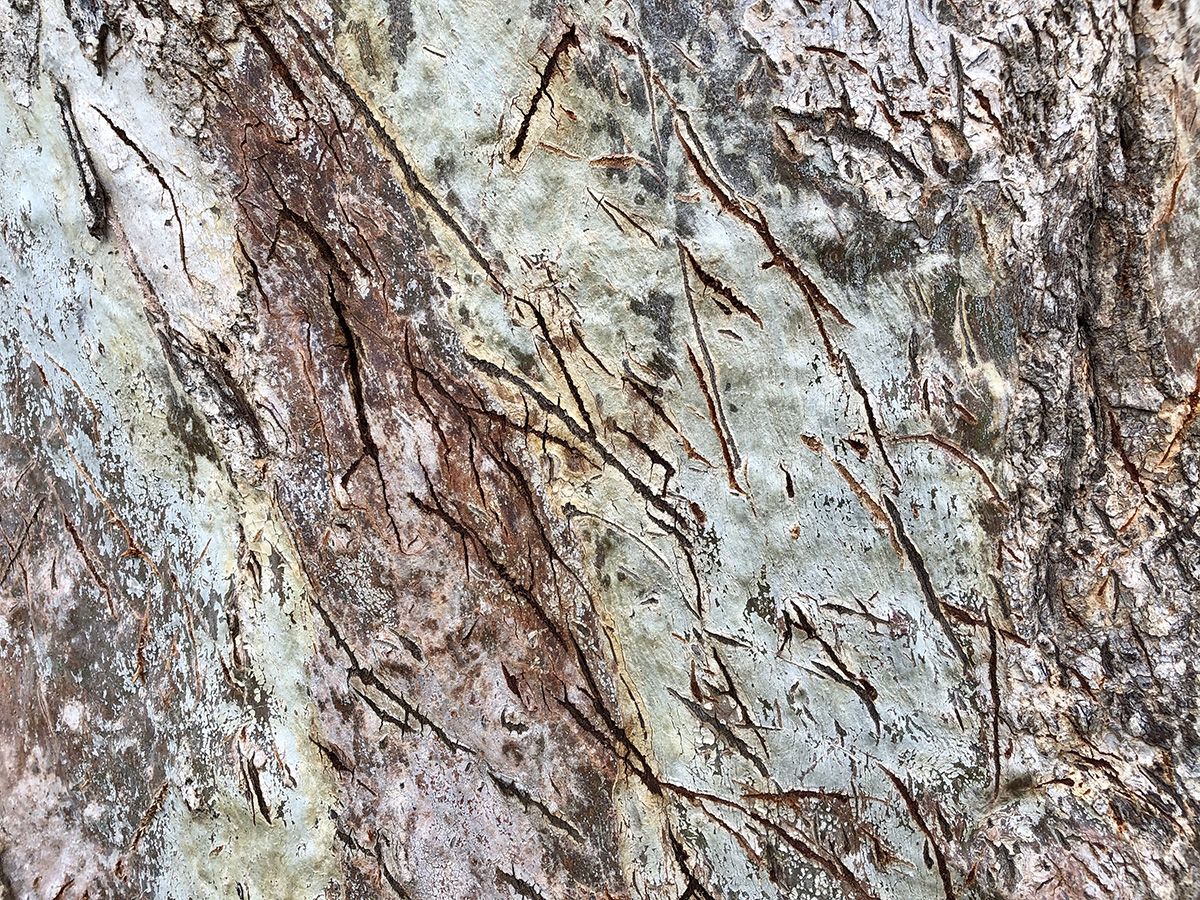 Scratched bark of a River Red Gum. Image: Kim V. Goldsmith