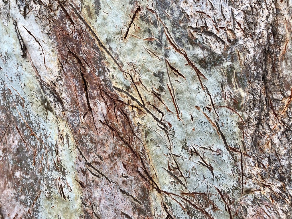 Scratched bark of a River Red Gum. Image: Kim V. Goldsmith