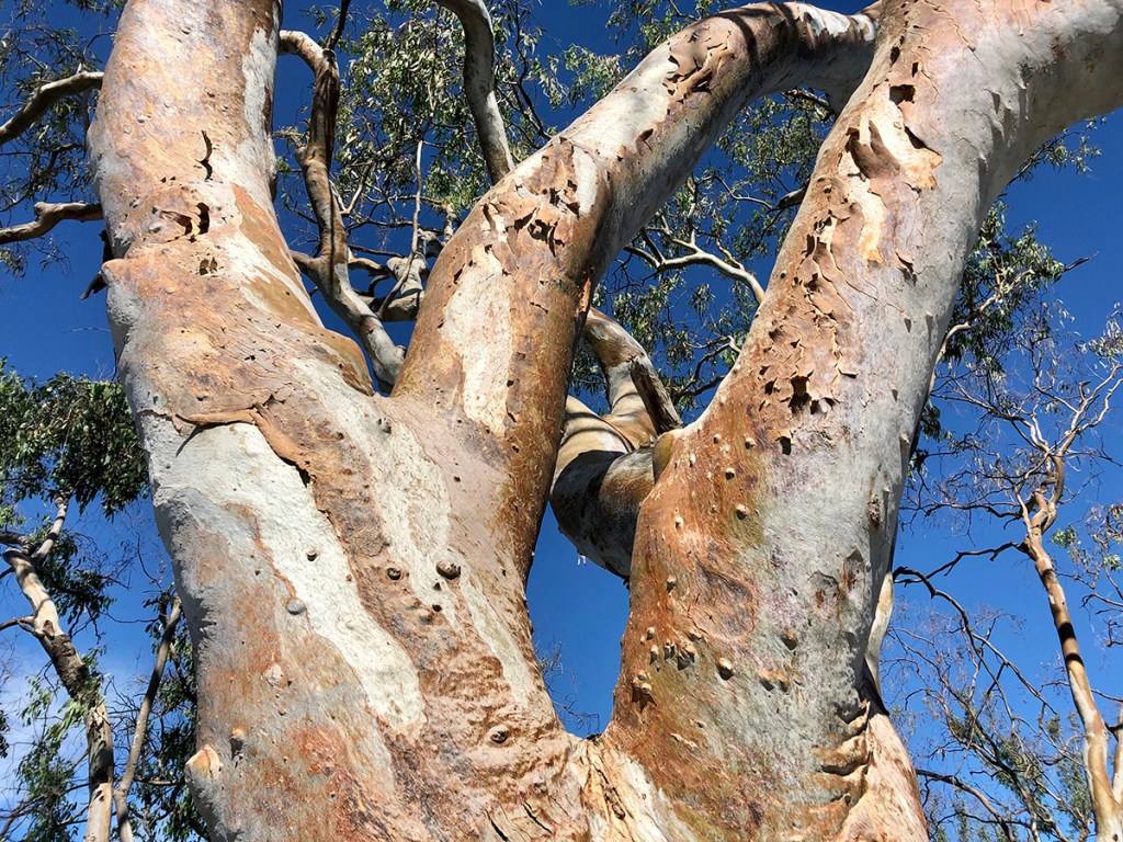 The upper branches of a River Red Gum. Image: Kim V. Goldsmith