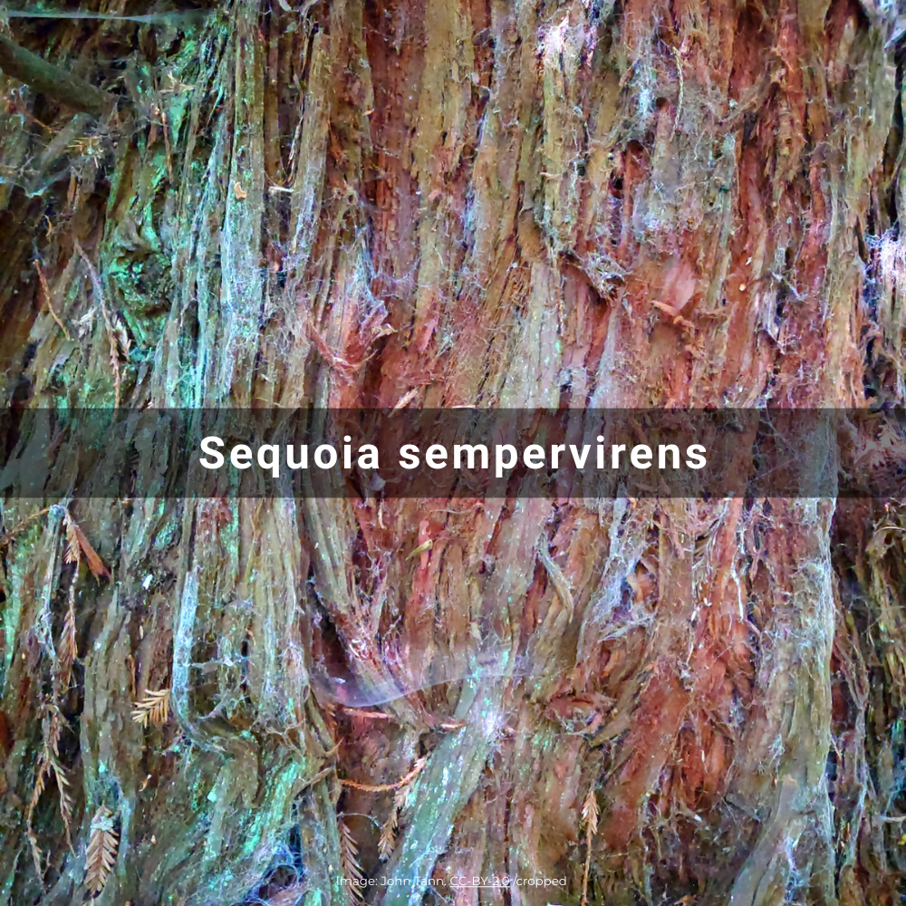 Sequoia sempervirens (Redwood Tree),&nbsp;France