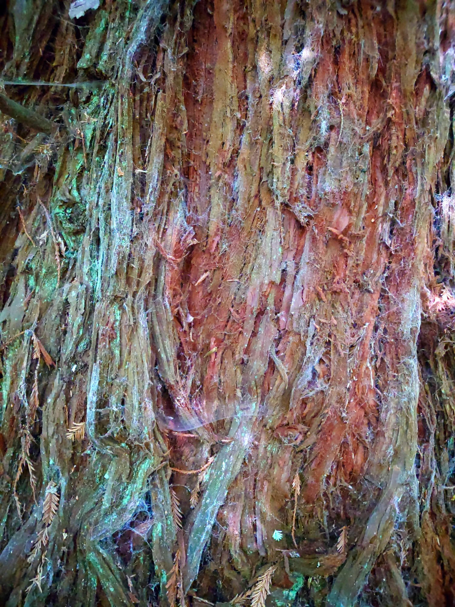 Bark of a Redwood. Image Peter Simon