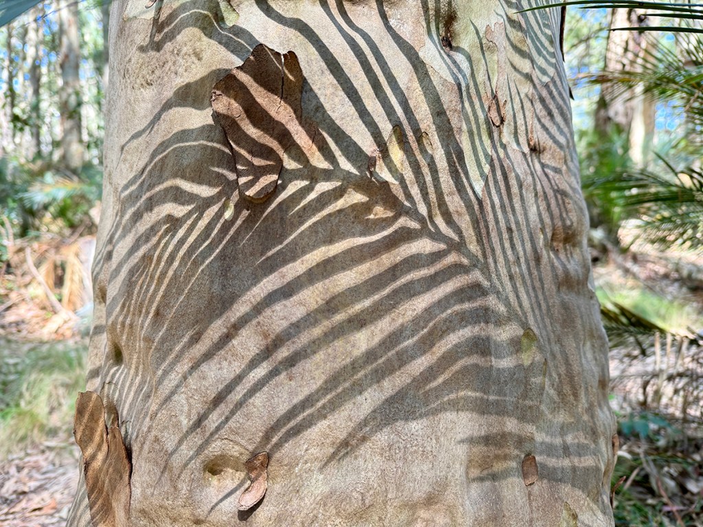 Corymbia maculata (Spotted Gum) overlayed with the shadow of a palm fern. Image: Kim V. Goldsmith