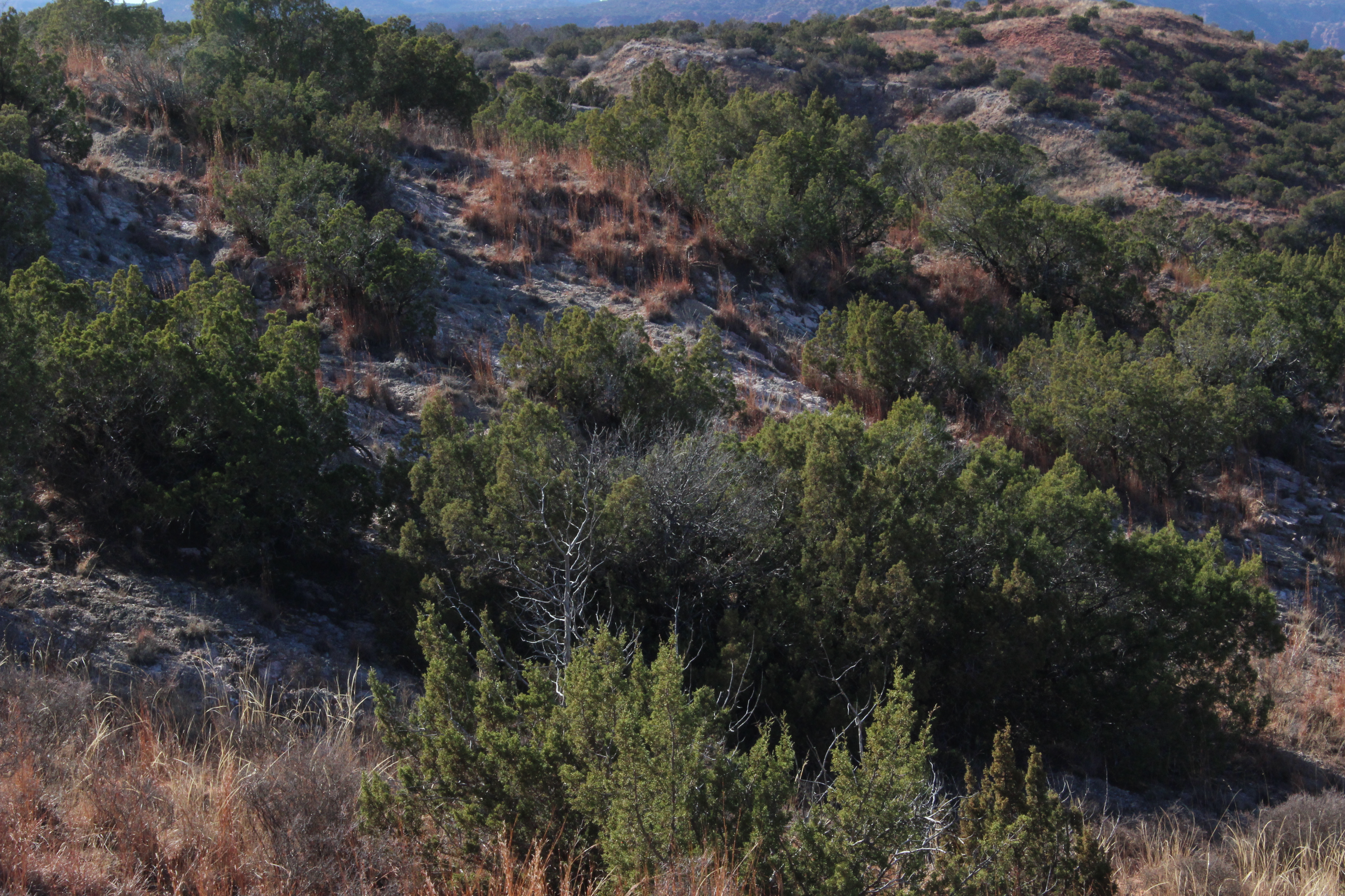 Another view of Juniperus monosperma or Oneseed Juniper. Image: Andrew Weathers