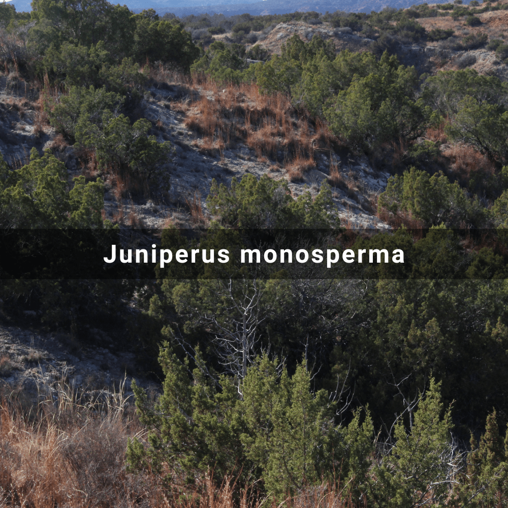 Juniperus monosperma (Oneseed Juniper),&nbsp;USA