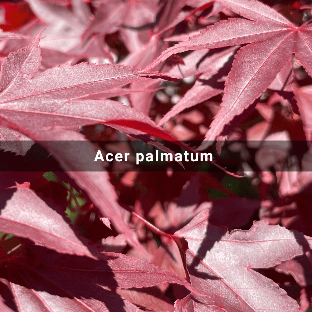 Acer palmatum (Japanese&nbsp;Maple)