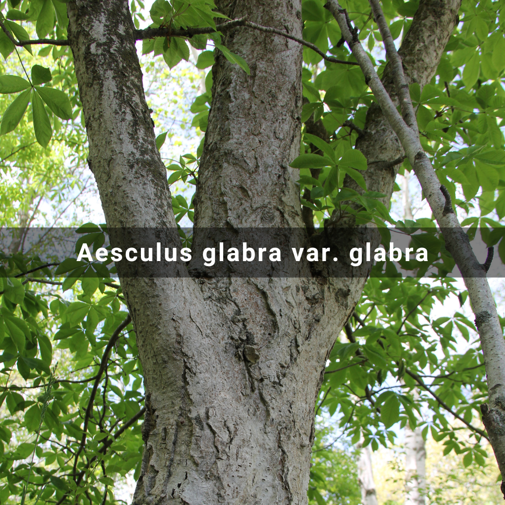 Aesculus glabra var. glabra (Ohio&nbsp;Buckeye)