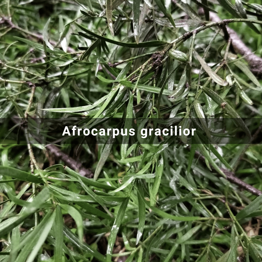 Afrocarpus gracilior (East African Yellowtree),&nbsp;Kenya
