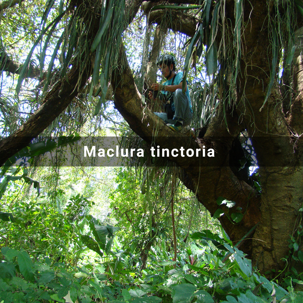 Maclura tinctoria (Palo de Mora, Old Fustic or Dyer’s&nbsp;Mulberry)