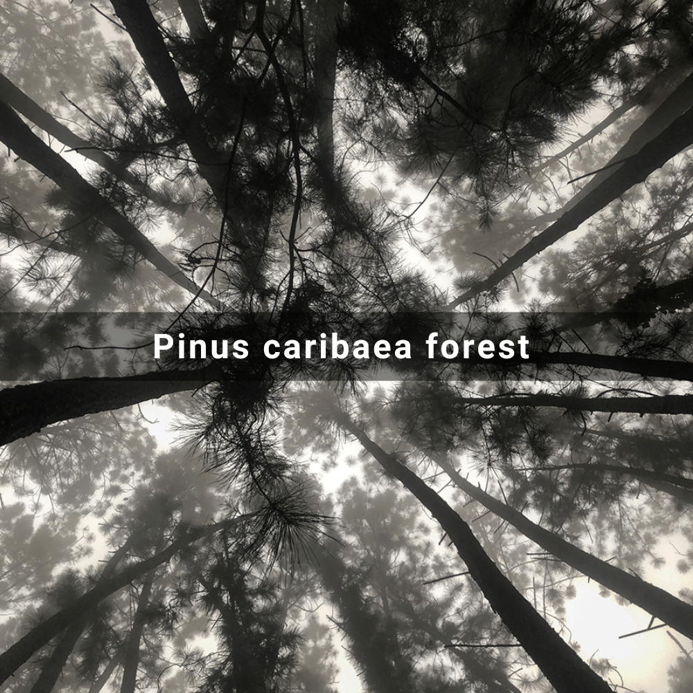 Pinus caribaea reforested forest (Caribbean&nbsp;Pine)