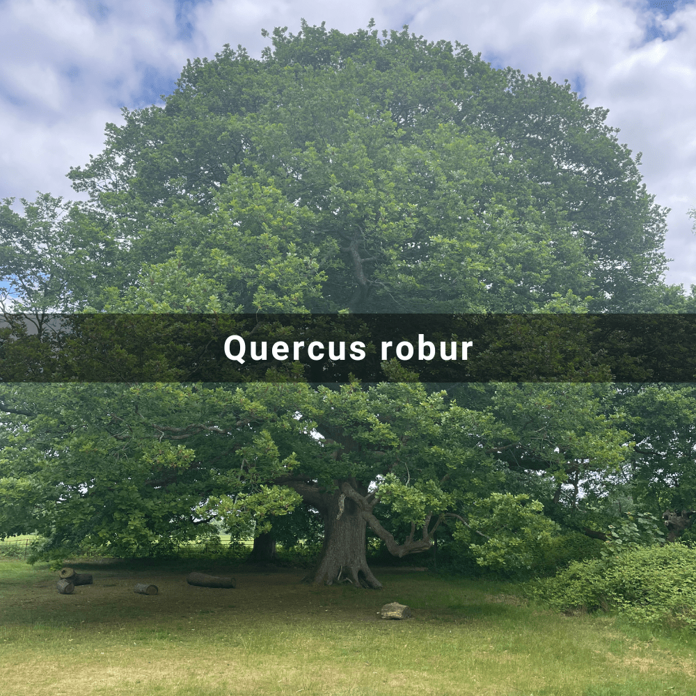 Quercus robur (English Oak),&nbsp;England