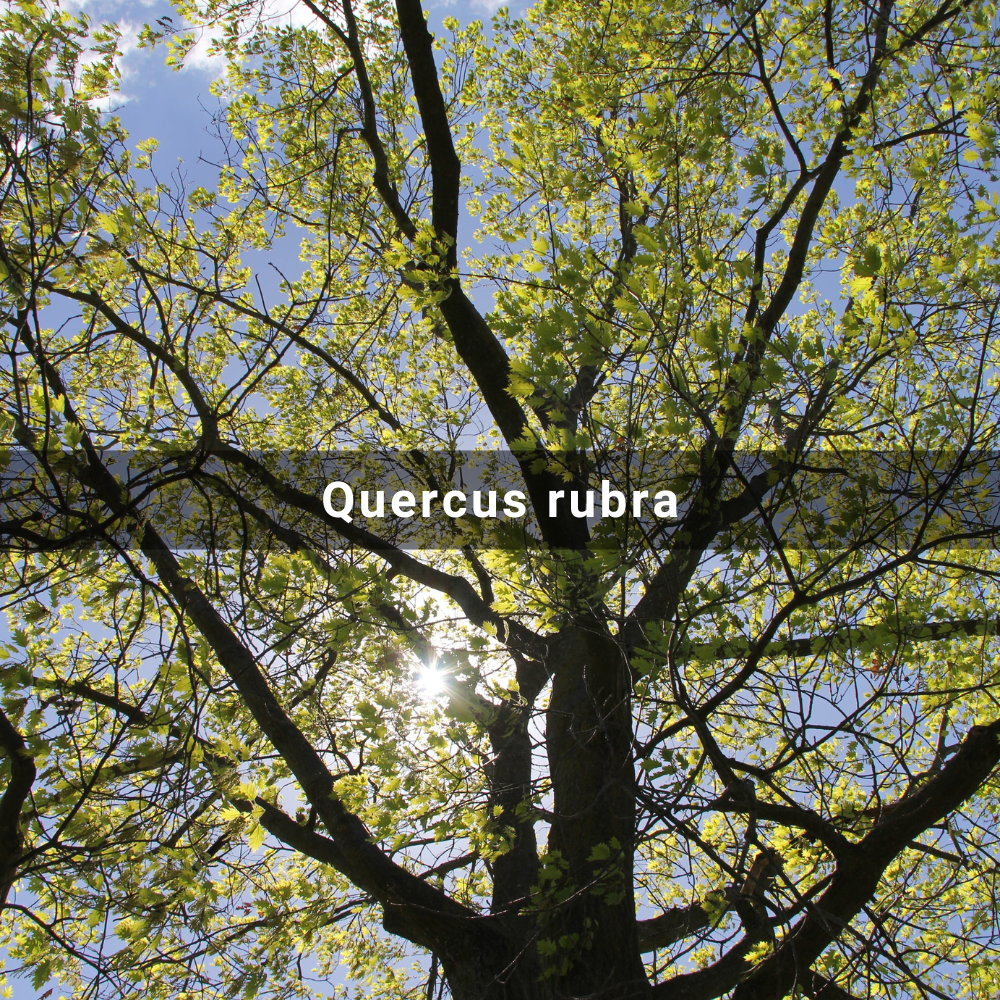 Quercus rubra (Red&nbsp;Oak)