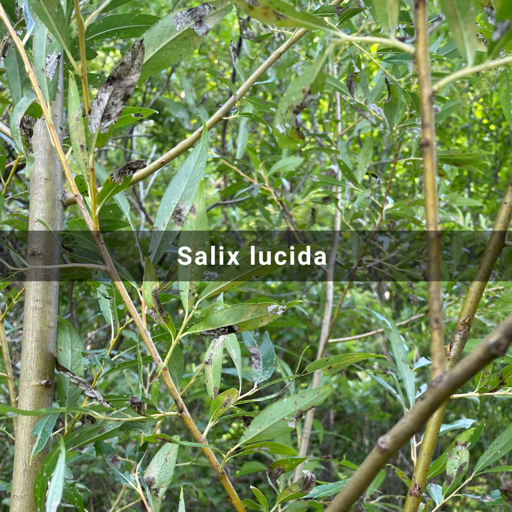 Salix lucida (Shining&nbsp;Willow)