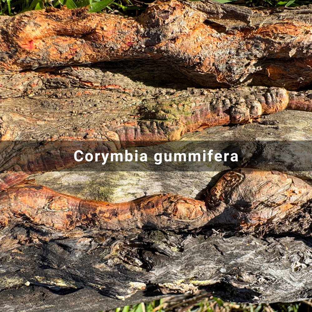 Corymbia gummifera (Red&nbsp;Bloodwood)