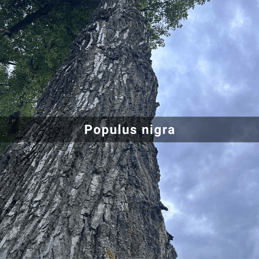 Populus nigra (Black&nbsp;Poplar)