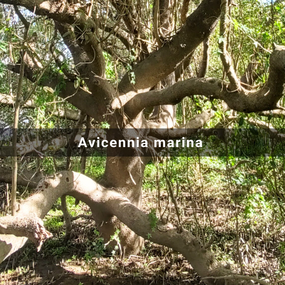 Avicennia marina (Grey&nbsp;Mangrove)