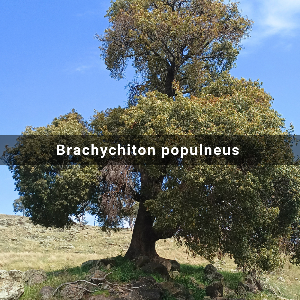 Brachychiton populneus (Kurrajong) – arboreus.earth