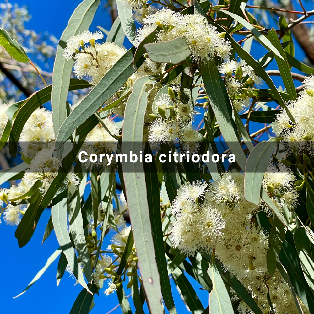 Corymbia citriodora (Lemon-scented&nbsp;Gum)