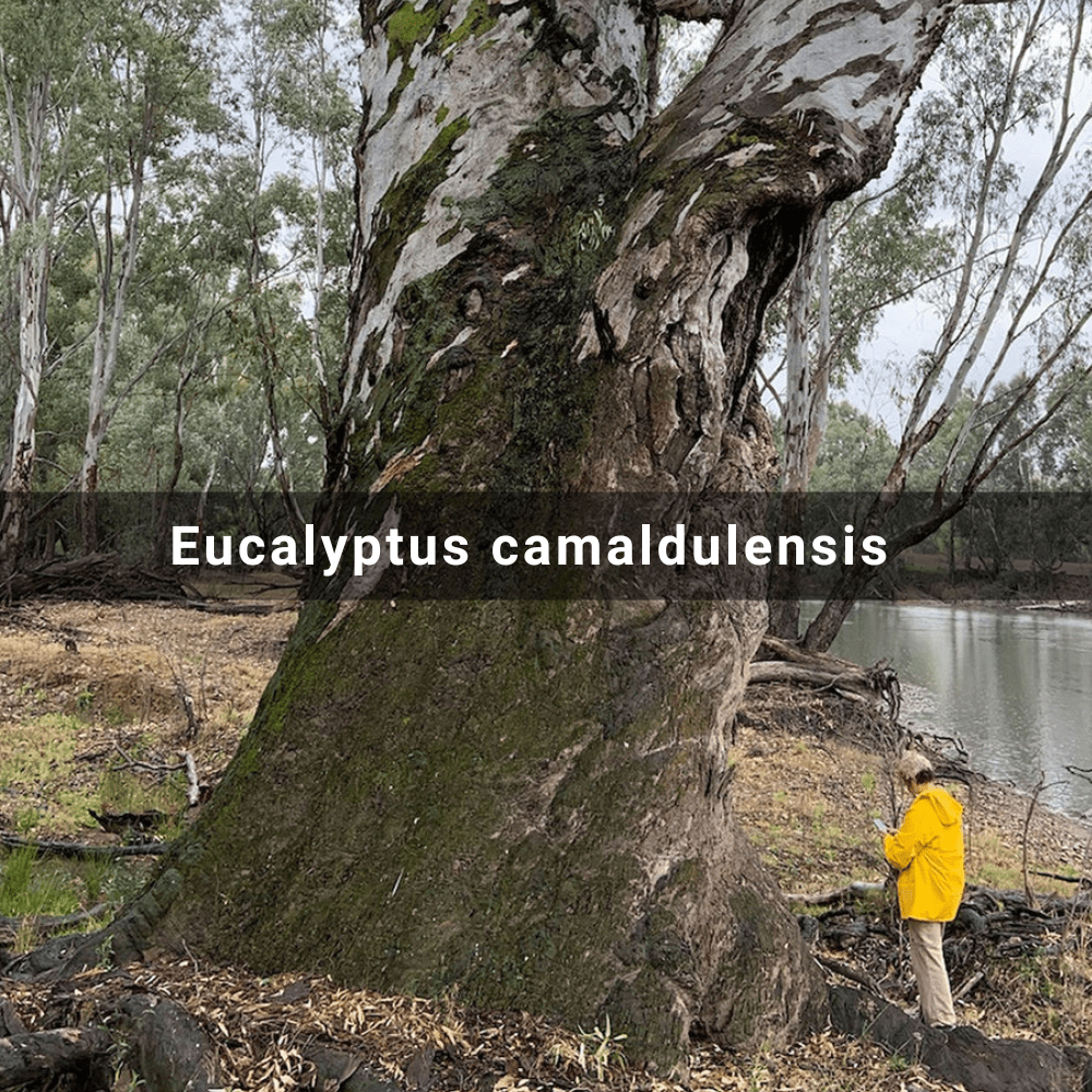 Eucalyptus camaldulensis (River Red&nbsp;Gum)