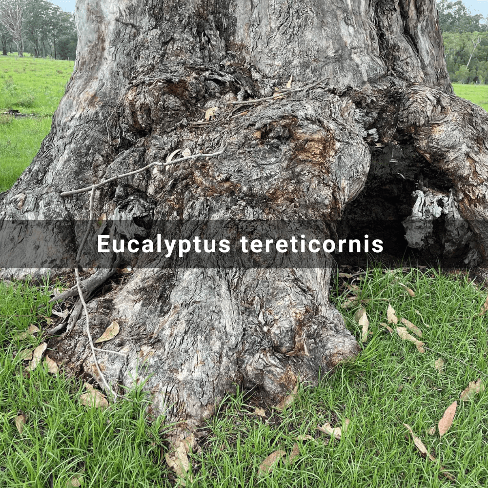 Eucalyptus tereticornis (Forest Red&nbsp;Gum)