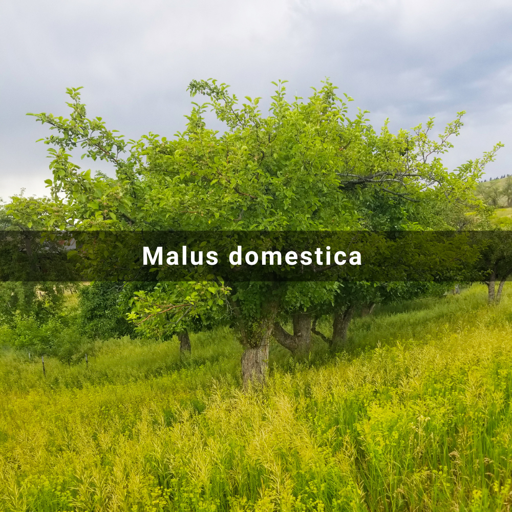 Malus domestica (Domestic Apple)