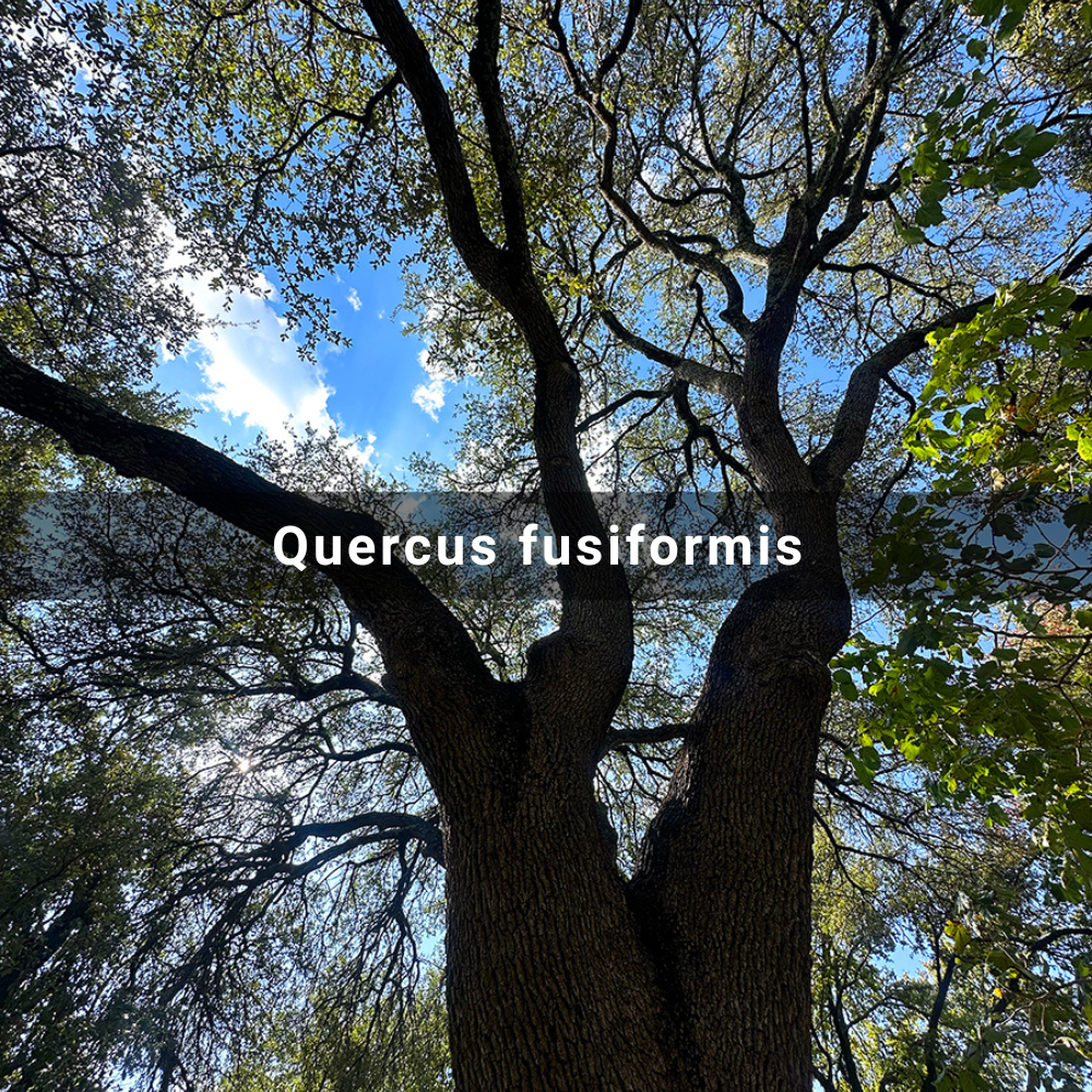 Quercus fusiformis (Texas Live&nbsp;Oak)