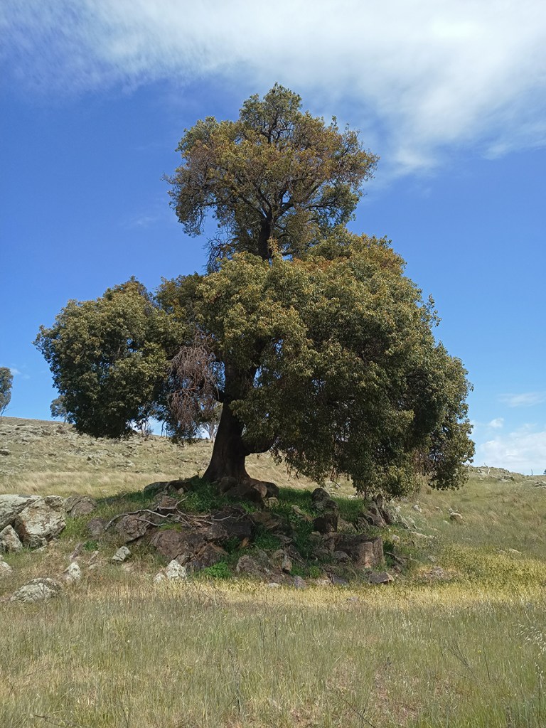 Brachychiton populneus (Kurrajong) – arboreus.earth