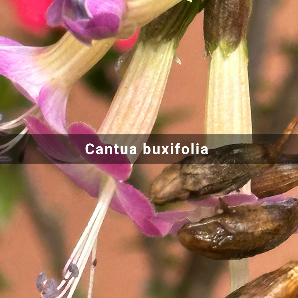 Cantua buxifolia (Peruvian Magic&nbsp;Tree)