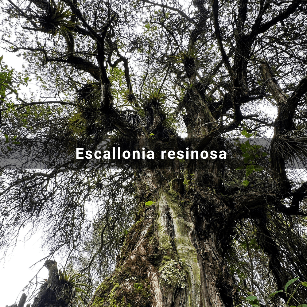 Escallonia resinosa (Chachacomo)